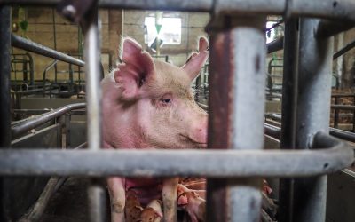 Congress Could Pass a New Farm Bill Soon — What That Means for Animals in Minnesota